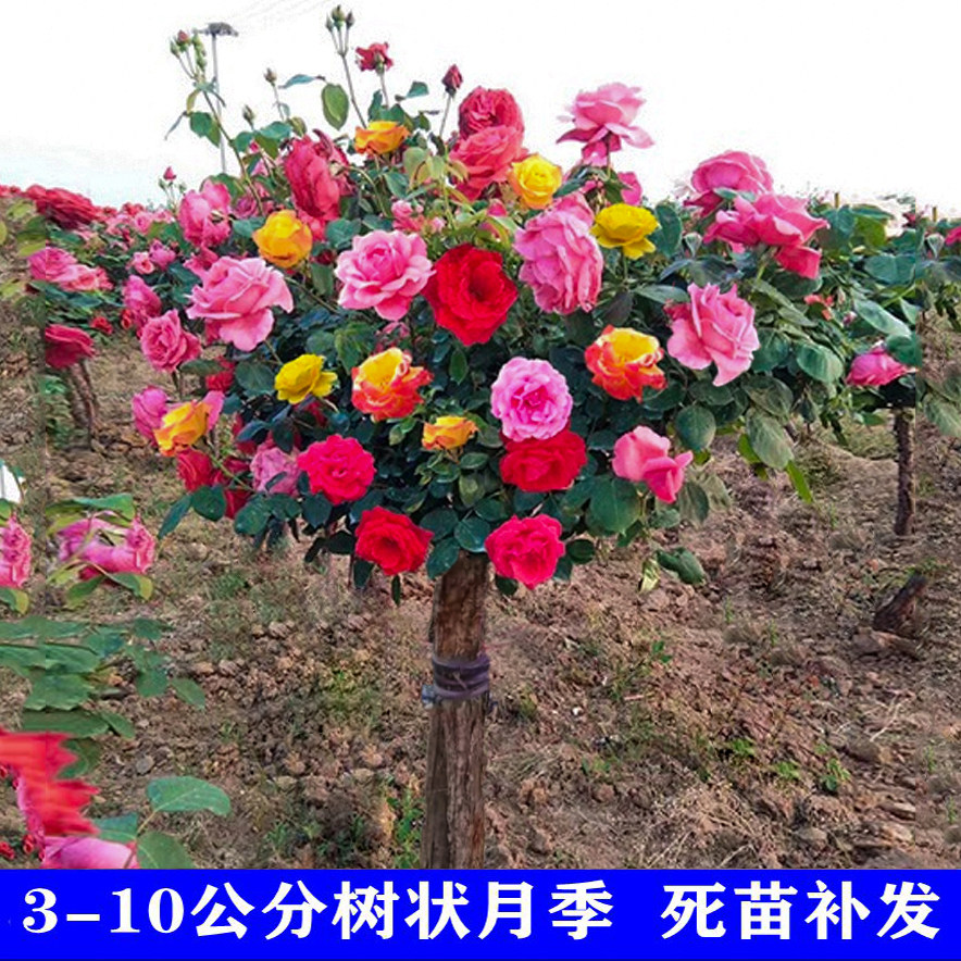 树桩月季花苗特大花盆栽庭院植物花卉四季玫瑰高杆棒棒糖树状月季