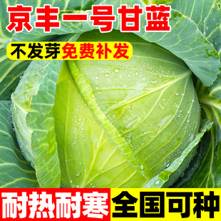 京丰一号甘蓝种籽高产秋播阳台蔬菜种孑包菜种孖农家菜园卷心菜籽