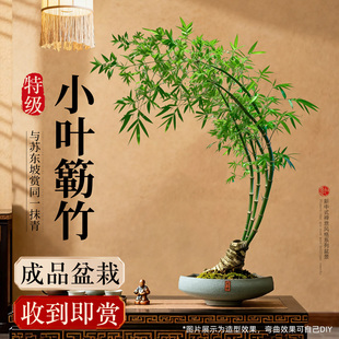 大型绿植小叶簕竹成品盆景老桩勒竹竹子室内客厅盆栽禅意好养植物