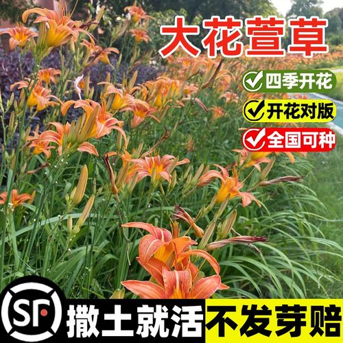 大花萱草种子多年生盆栽苗花种籽