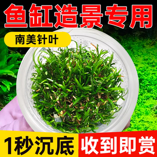 南美针叶水草植物铺底鱼缸真草造景养鱼增氧阴性水培净化绿植懒人
