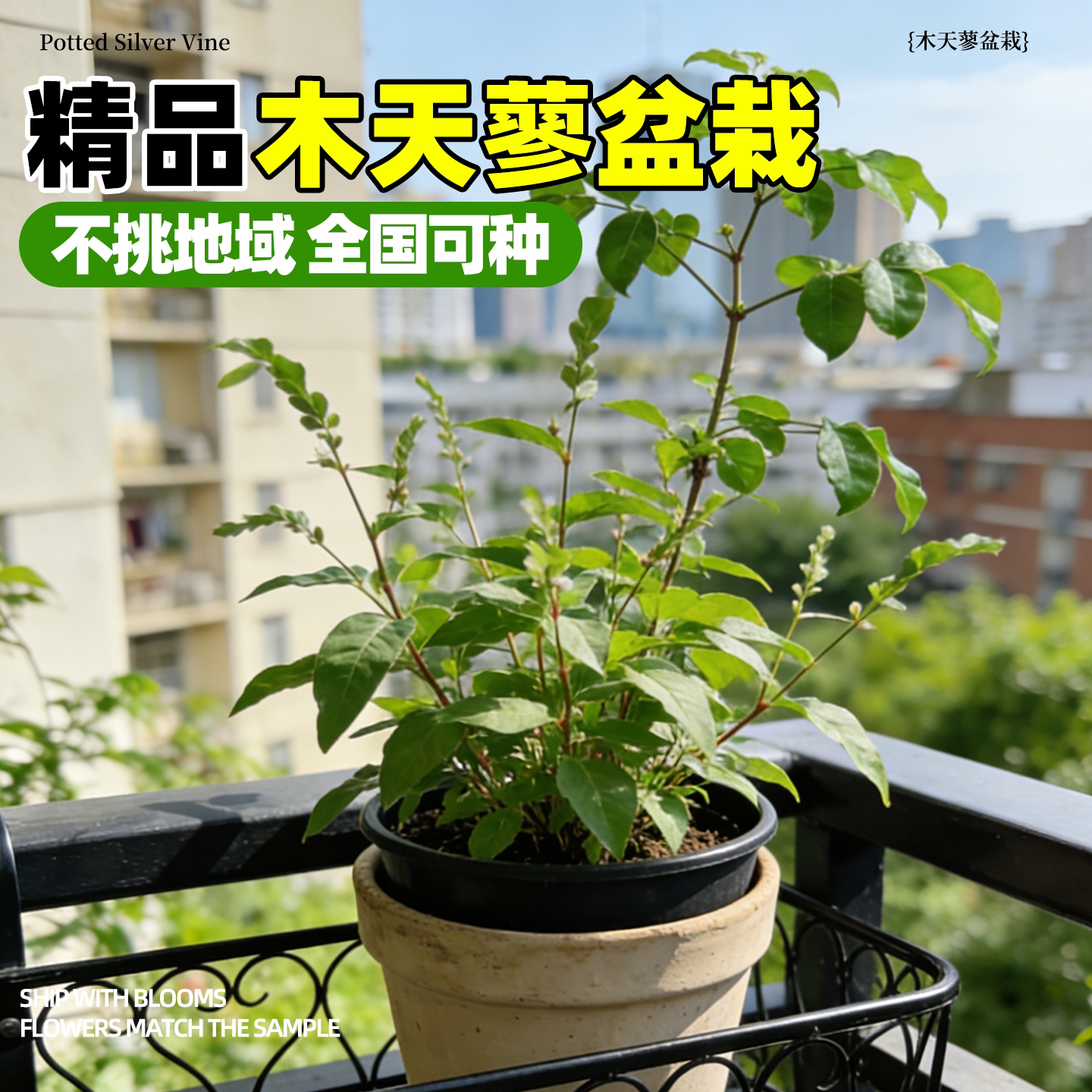 木天蓼树苗盆栽四季种植耐热耐旱图片