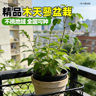 木天蓼树苗盆栽四季种植耐热耐旱阳台庭院易成活观赏植物花卉大苗