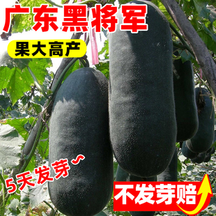 广东黑将军黑皮大冬瓜种子巨型高产冬瓜种籽大田易活四季种植蔬菜