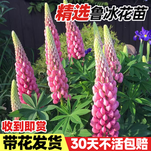 鲁冰花花苗四季种植易活室外阳台庭院花卉羽扇豆植物开花不断盆栽