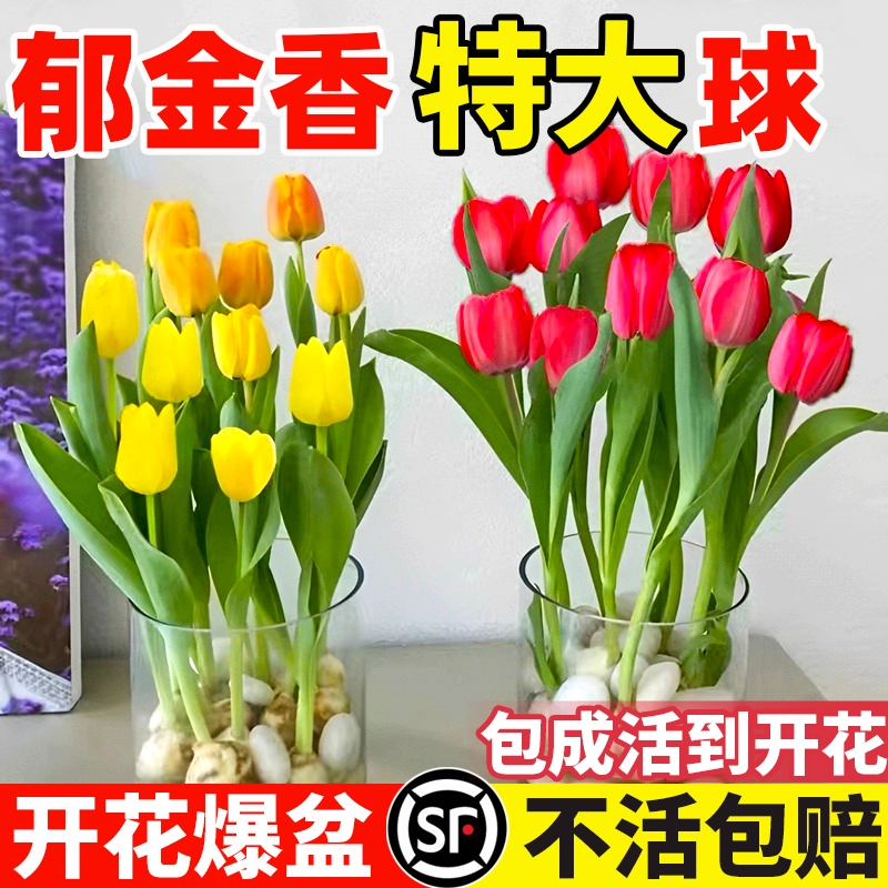 荷兰进口大球郁金香水培种球秋冬季室内外花种子年宵花开花土水培