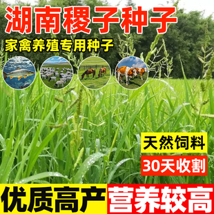 湖南稷子种子耐旱耐涝耐盐碱植物牧草鸟食牛马羊鱼鹅饲草牧草种籽