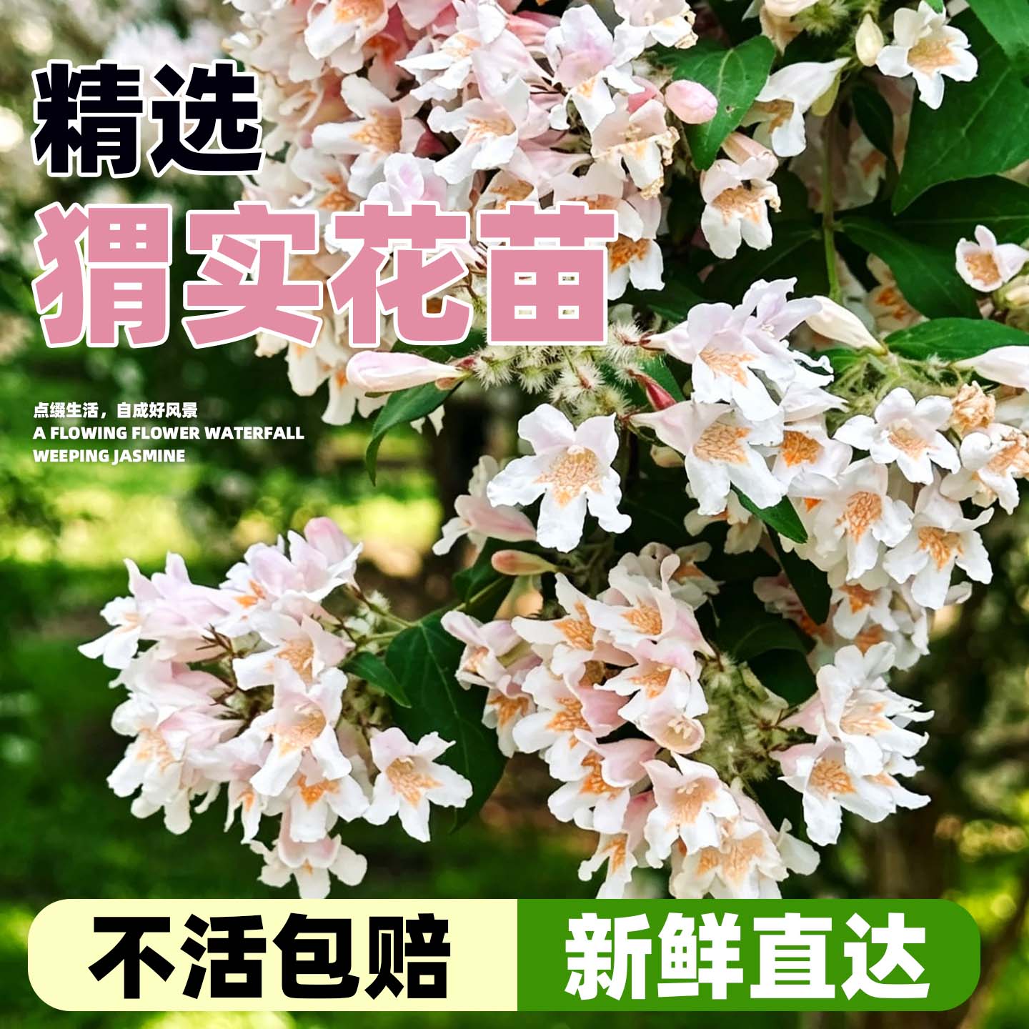 猥实花苗盆栽粉色云朵四季花园庭