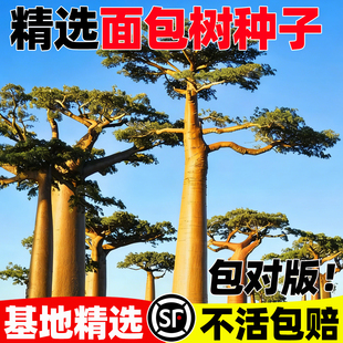 非洲猴面包树种子四季种植地载园林绿化盆景盆栽培养发芽易种树籽