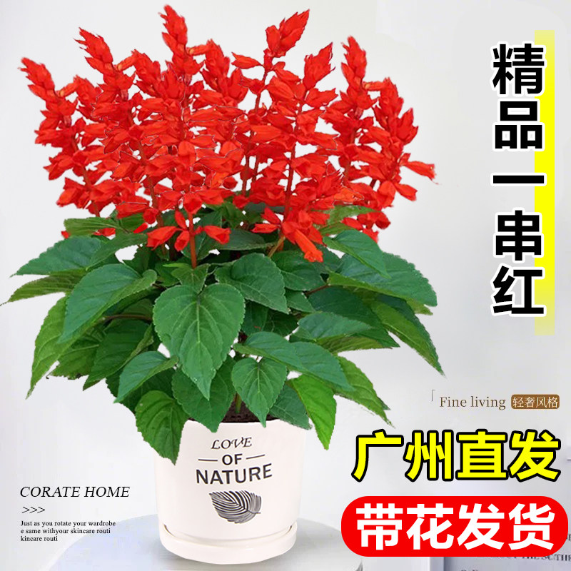 一串红盆栽带花一品红花卉绿植鲜图片