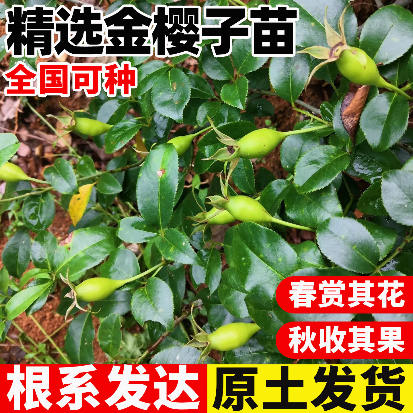 金樱子树苗带刺品种梨有无刺