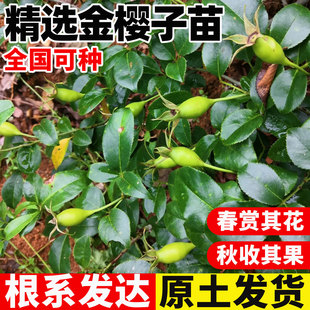金樱子树苗可入药泡酒中药材种苗带刺品种梨有无刺果子带杯土发货