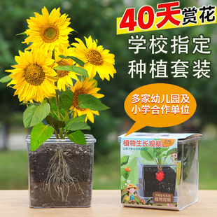 向日葵種子孑兒童種植小盆栽番茄鳳仙花籽實驗植物觀察太陽花套裝