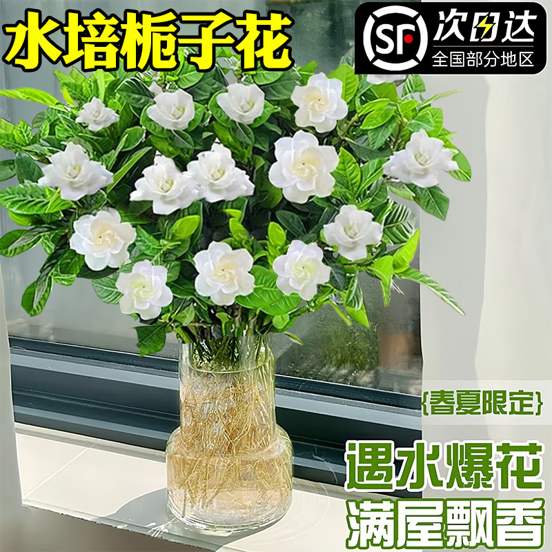 栀子花水培植物盆栽带花苞图片