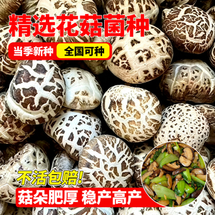 花菇菌种高产浓密菌丝可食用香菇菌种抗霉四季家庭种植蘑菇菌种