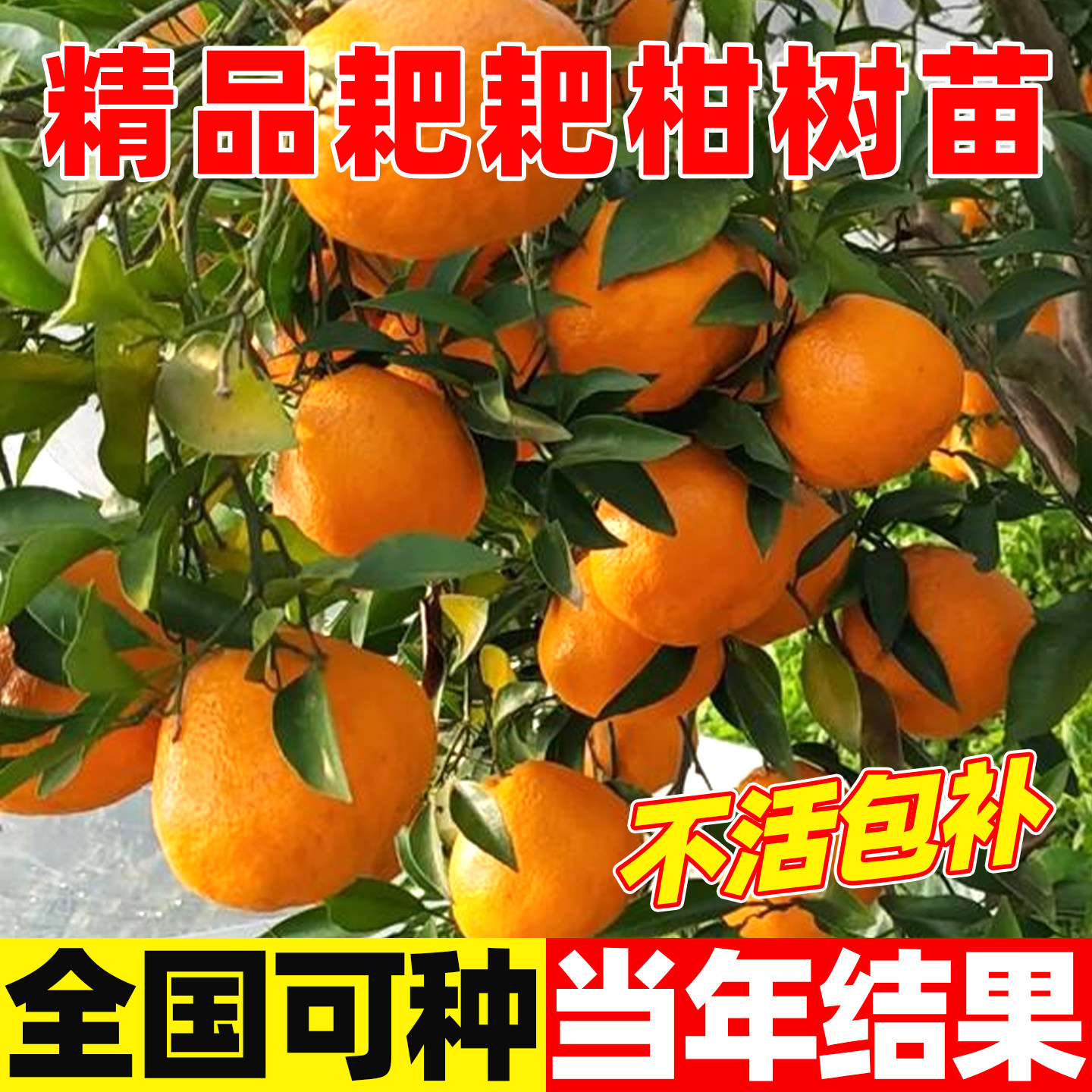 精品四川春见耙耙柑树苗嫁接丑橘果树果苗南北方室外庭院带土种植
