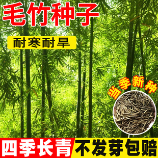 毛竹种子南北方观赏矮竹子苗庭篱笆黄金竹罗汉竹耐寒耐旱大型竹苗