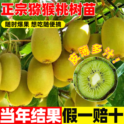 猕猴桃树果苗公母当年结果