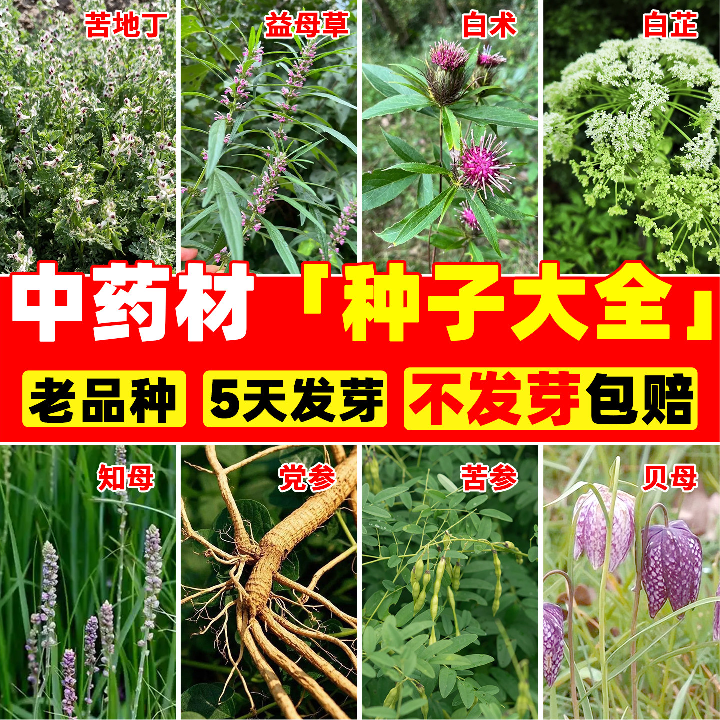中药材种子大全庭院阳台种植食用图片