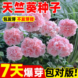 重瓣天竺葵种子四季开花阳台庭院盆栽多年生花种籽大花洋绣球花苗