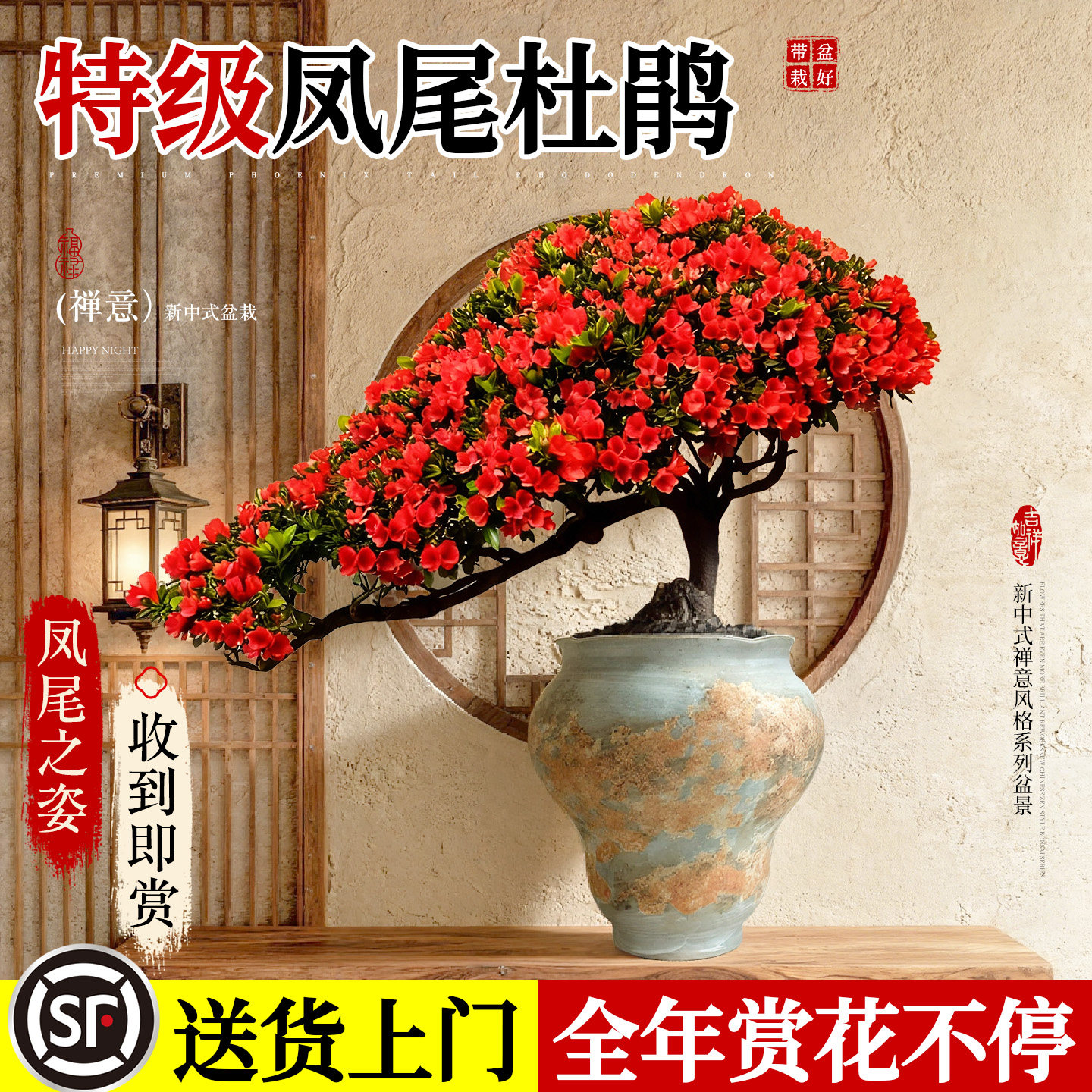 凤尾红杜鹃花盆栽带花苞室内客厅