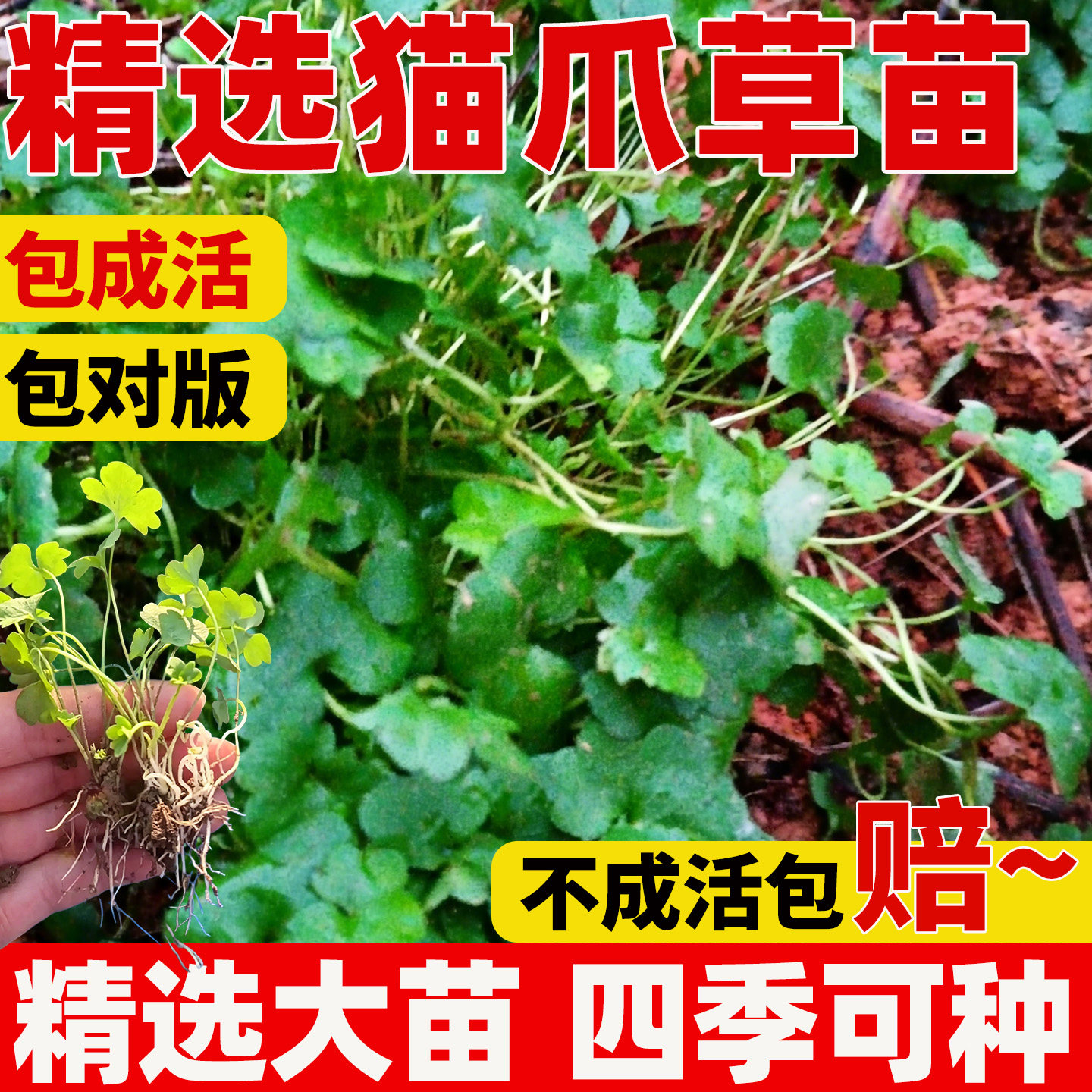 猫爪草种苗土培盆栽中药材种子三散草痰火草带土发货高产草药秧苗