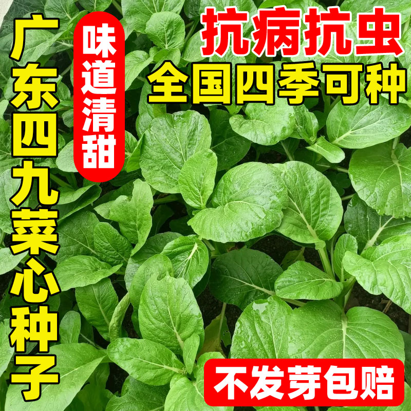 蔬菜种籽孑四季种广东四九菜心种