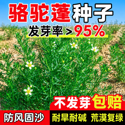荒漠边坡护坡固土耐盐碱滩植被改
