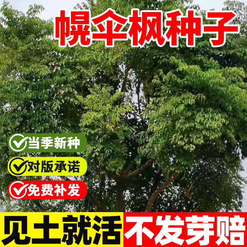 幌伞枫种子广伞枫种籽庭院道路护坡绿化林木树种子易活树苗种孑子
