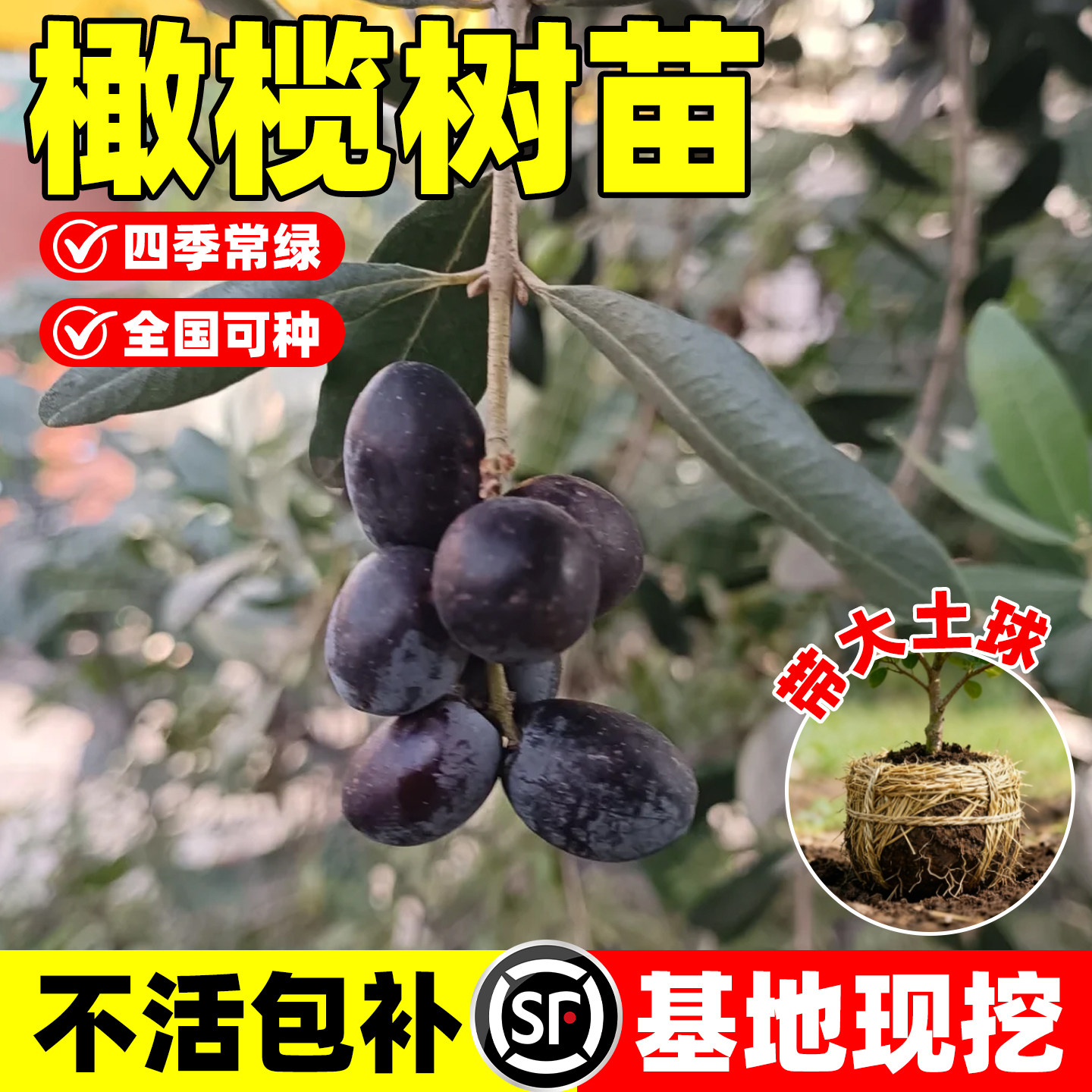 橄榄苗果树苗乌榄黑橄榄嫁接苗黄橄榄盆栽地栽当年结果青橄榄树苗