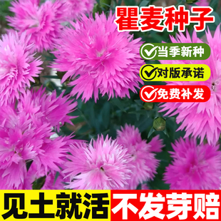 瞿麦种子野麦石柱花中药材种籽易活四季播种开花庭院阳台盆栽花卉