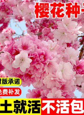 樱花树种子四季播种庭院观赏植物