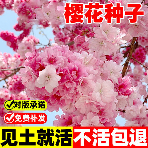 樱花树种子四季播种庭院观赏植物