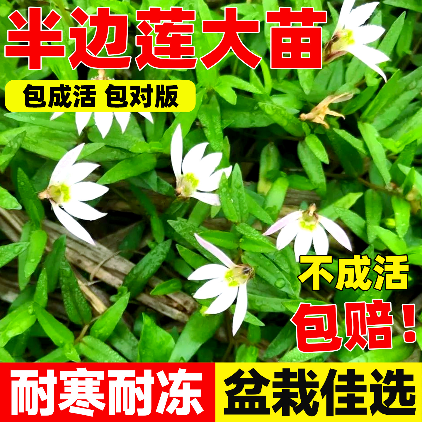 半边莲苗盆栽半边莲种植苗