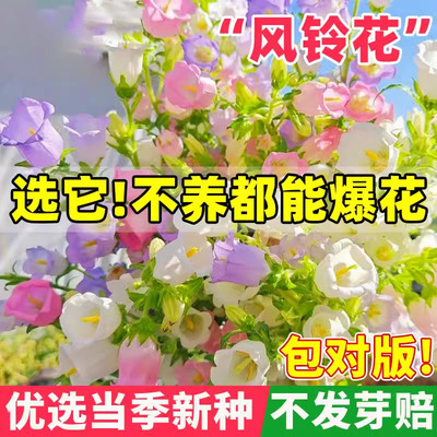 风铃草花种子四季开室内外