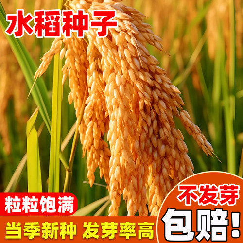 高产水稻种子可留种常规直播旱稻