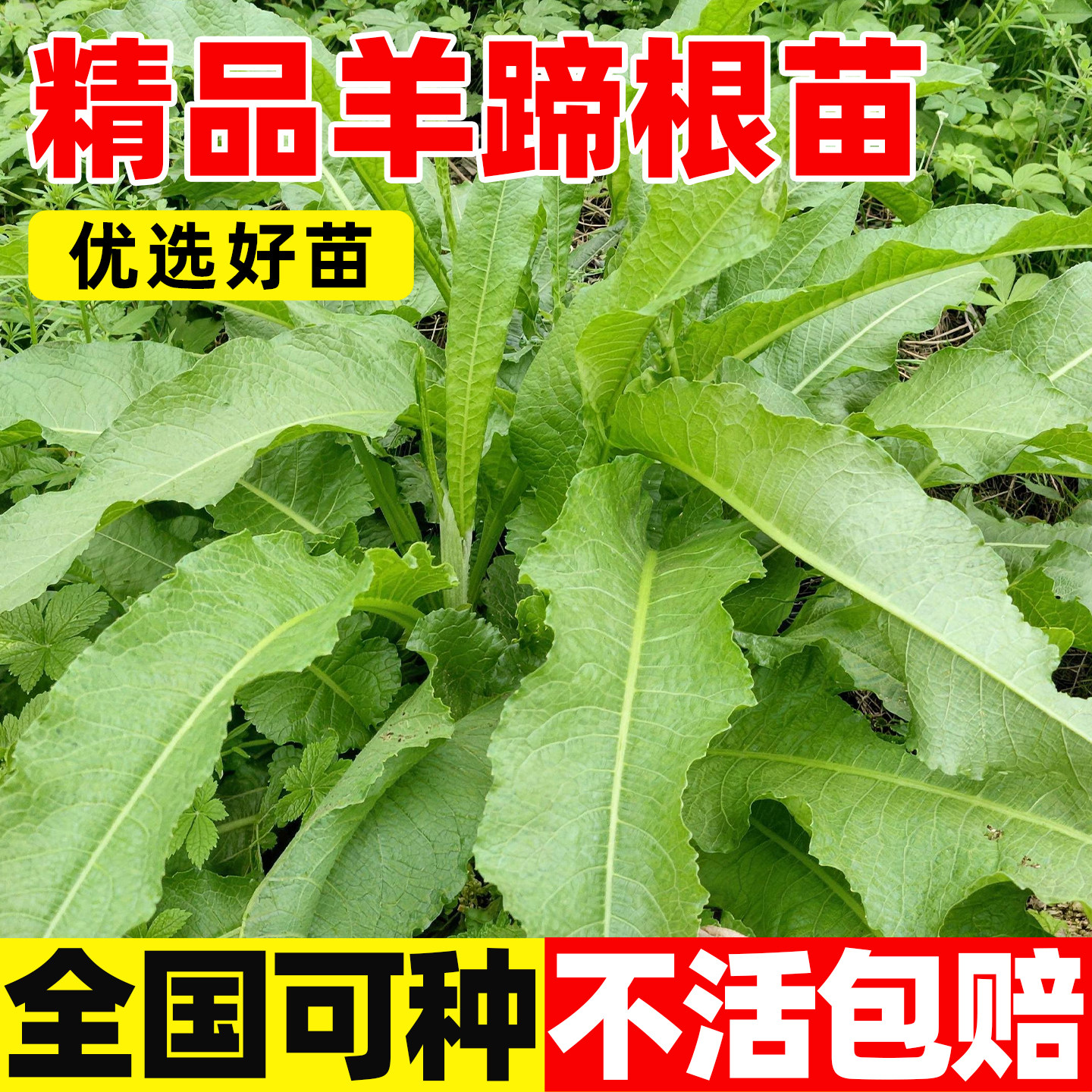 羊蹄根苗易成活野生牛耳草大黄根苗土大黄苗血三七现挖野生中药材