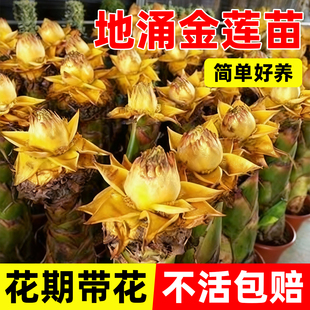 地涌金莲盆栽带花苞花苗矮桩千叶涌金六花精致大型云南非红莲花卉