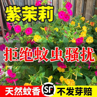 风畔春夏多年生花籽易活