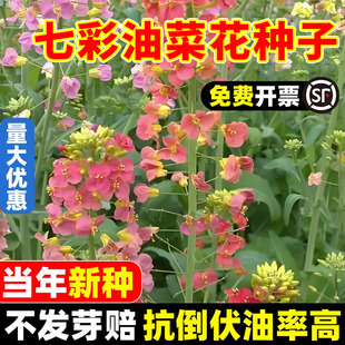 彩色油菜花种籽子高产七彩油菜籽四季 种植开花易活庭院景观花海苗