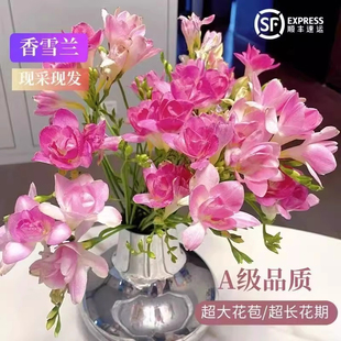 精品香雪兰鲜花次日达白色紫色香雪兰鲜切花真花瓶插花香雪兰切花