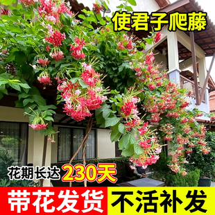 使君子爬藤植物大花苗重瓣带花苞水君子庭院阳台耐热花卉绿植驱蚊