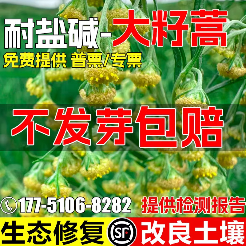 大籽蒿种子耐贫瘠耐盐碱小白蒿种