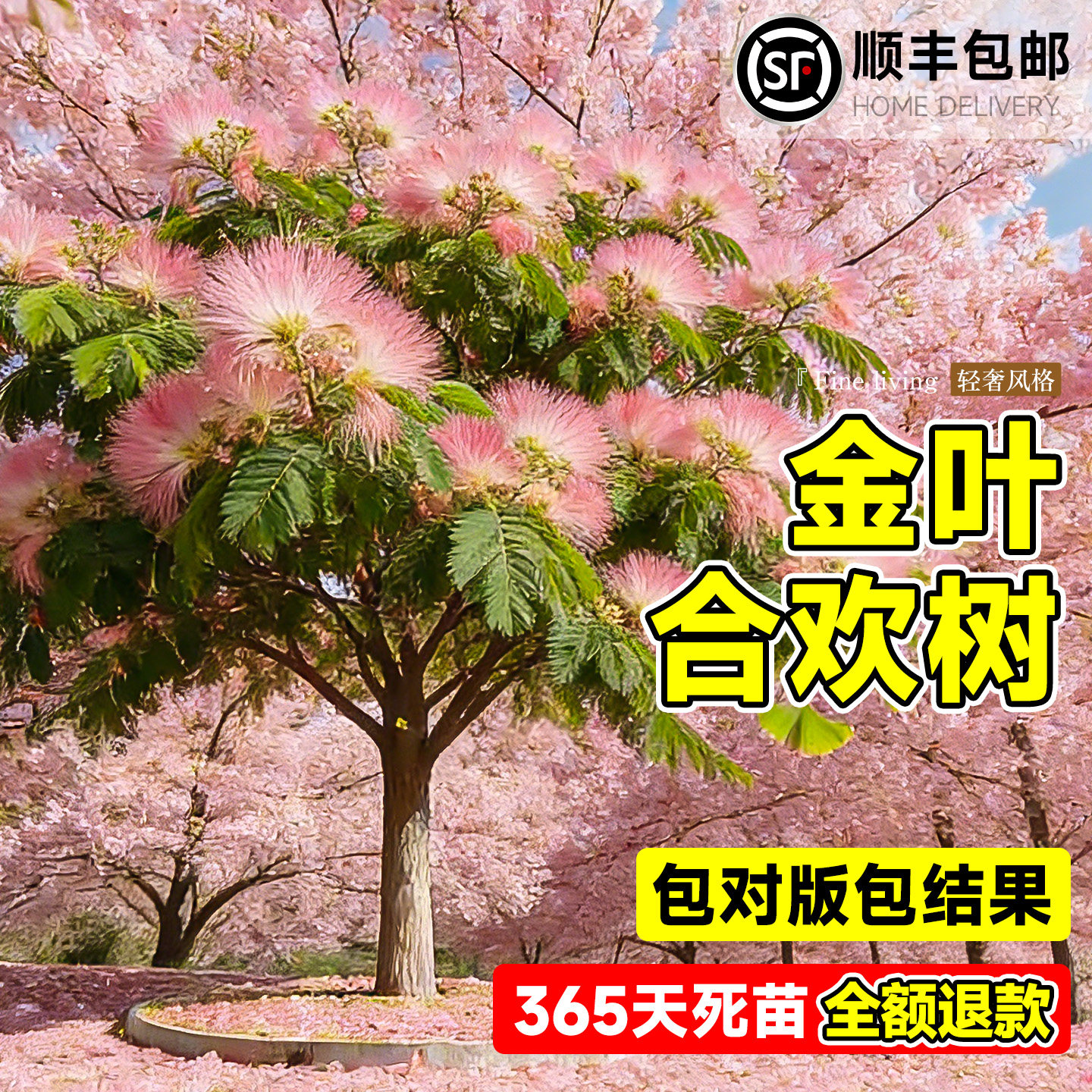特大合欢花树苗绒花树行道风景庭院耐寒旱工程绿化乔木南北方种植