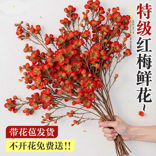 红梅干枝水培真花鲜枝室内花卉绿植物梅花鲜花家用插花桃花鲜切花