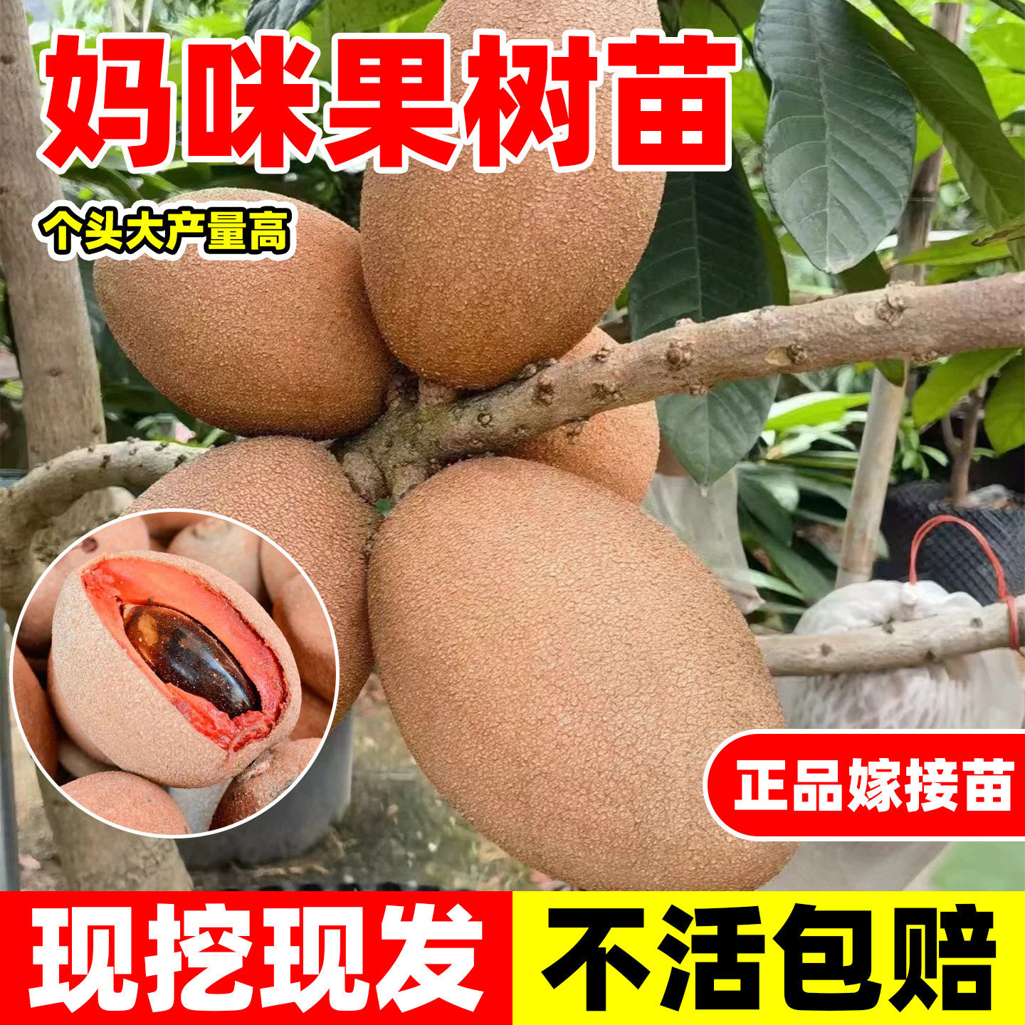 妈咪果树苗新品种嫁接南北方种植