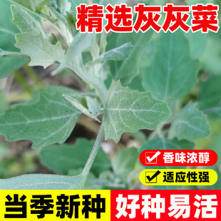 灰灰菜种子蔬莱种籽养心菜籽藜养身菜救心菜蔬菜苗四季盆栽阳台孑