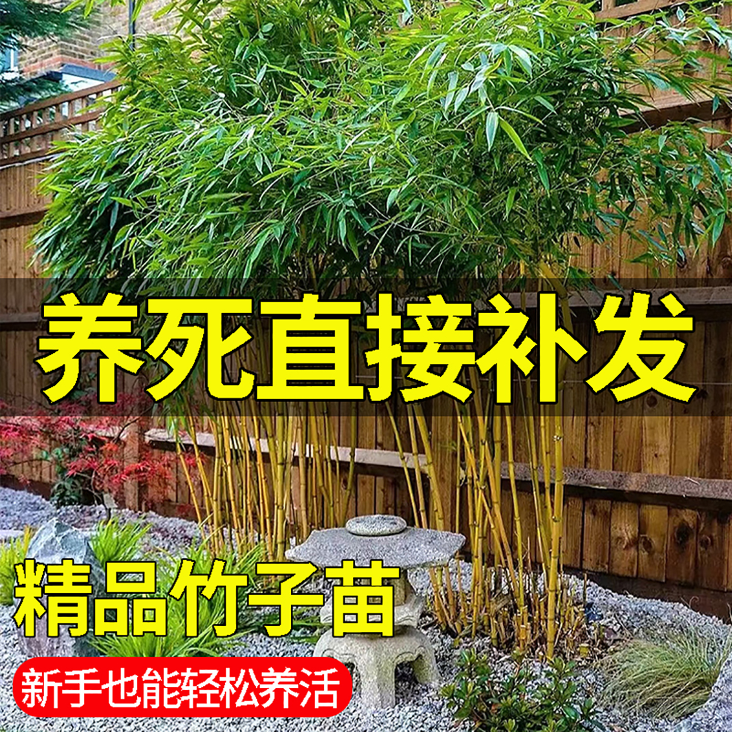 竹子苗庭院室外院墙植物北方观赏盆栽紫青竹黄金竹罗汉竹四季绿植