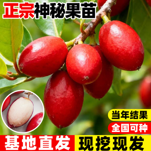 神秘果果树果苗盆栽四季种植庭院大苗地栽云南神秘果鲜果干变味果
