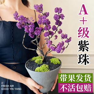 带果紫珠盆栽盆景花树庭院绿植室内外植物桌面多年生耐寒好养花卉